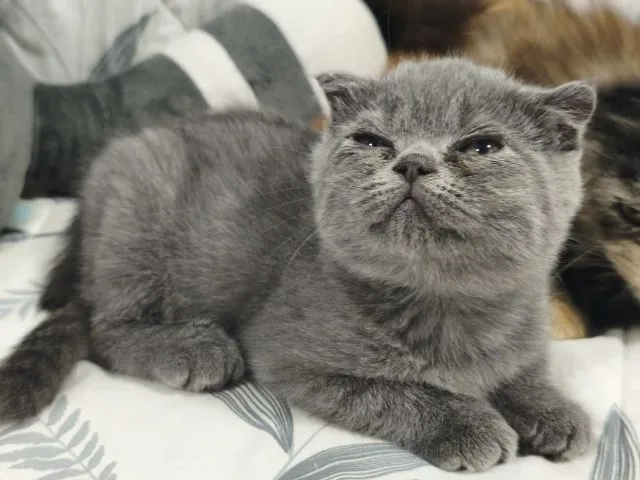 บลู ดช😻😸