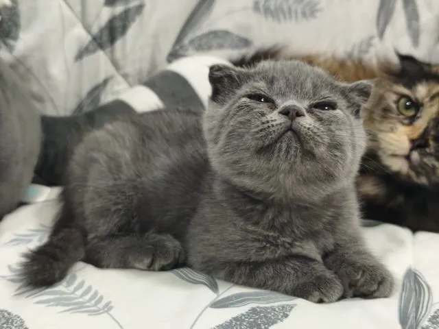 บลู ดช😻😸