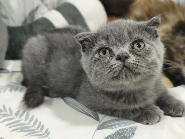 บลู ดช😻😸