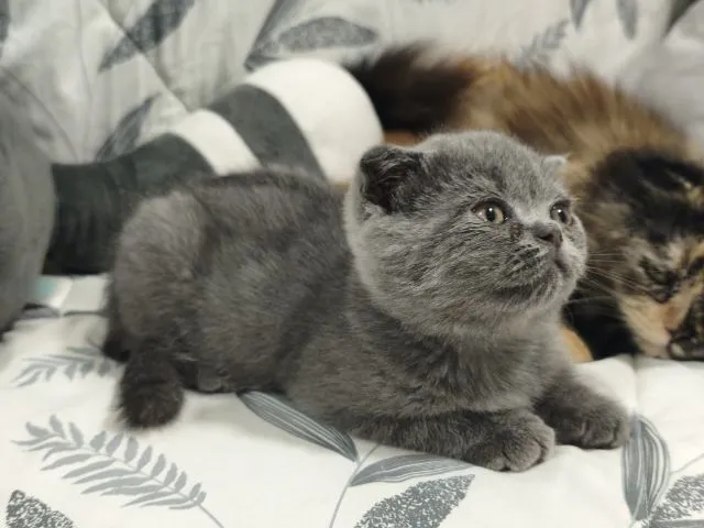 บลู ดช😻😸