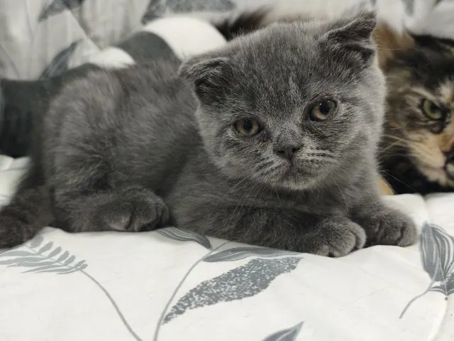 บลู ดช😻😸