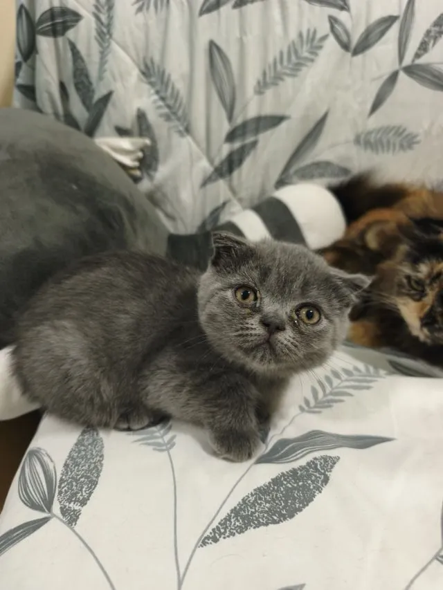 บลู ดช😻😸