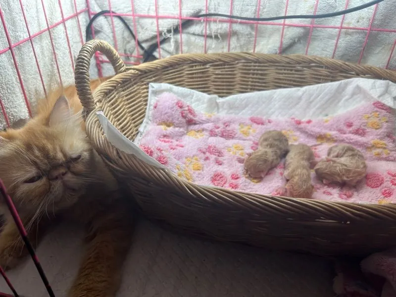 เปิดจองลูกแมวเอ็กโซติกLh