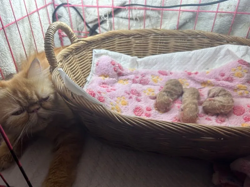 เปิดจองลูกแมวเอ็กโซติกLh