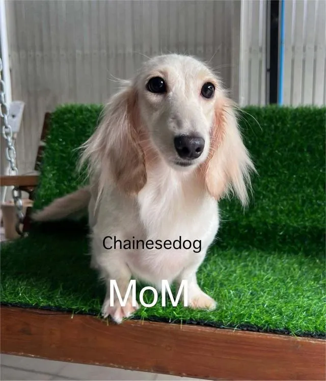 สุนัขดัชชุนสีครีมเพศเมีย