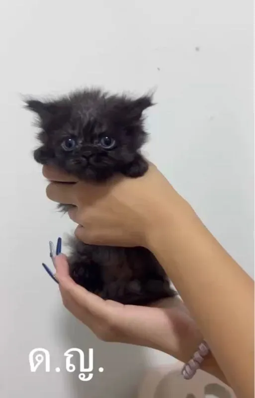 น้องแมว สก๊อตติชผสมหิมาลายัน
