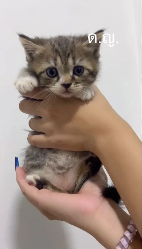 น้องแมว สก๊อตติชผสมหิมาลายัน