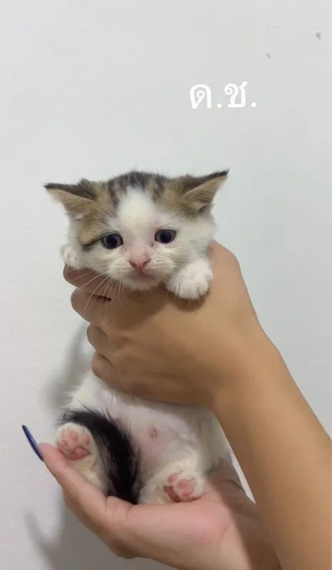 น้องแมว สก๊อตติชผสมหิมาลายัน