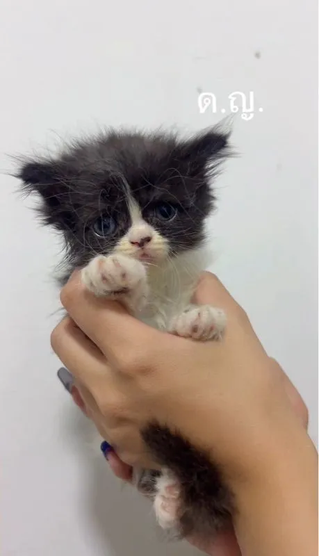น้องแมว สก๊อตติชผสมหิมาลายัน