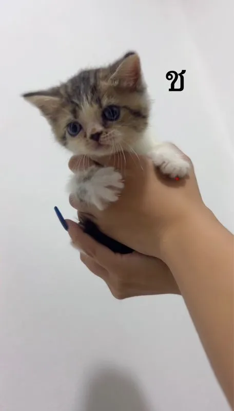 น้องแมว สก๊อตติชผสมหิมาลายัน