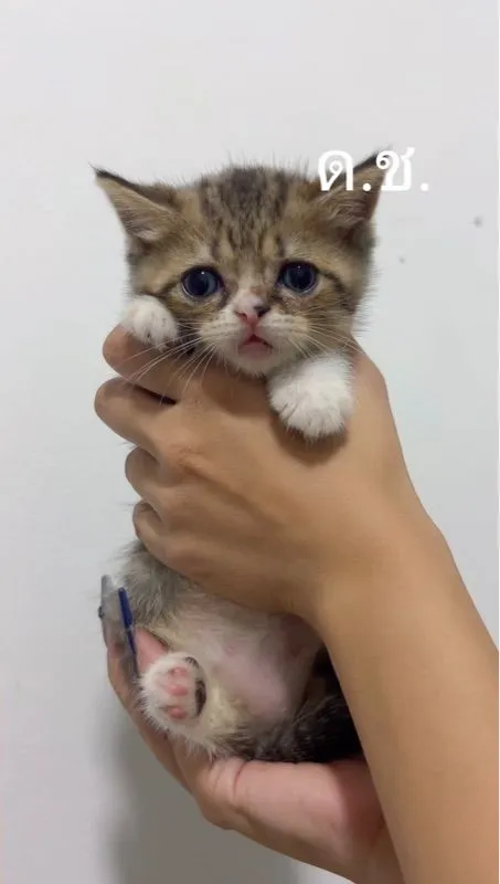 น้องแมว สก๊อตติชผสมหิมาลายัน