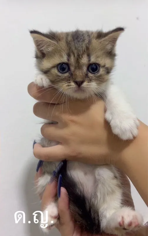 น้องแมว สก๊อตติชผสมหิมาลายัน