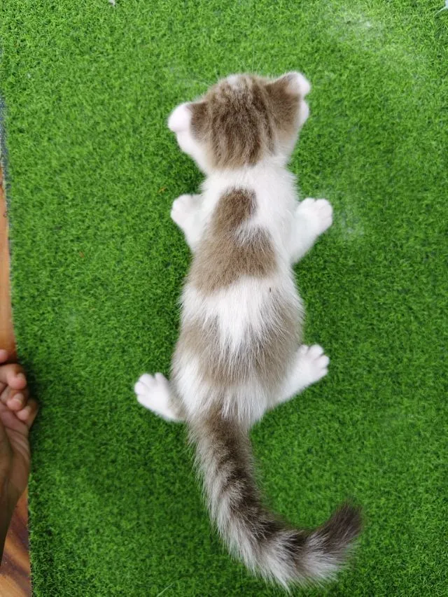 สกอตติช