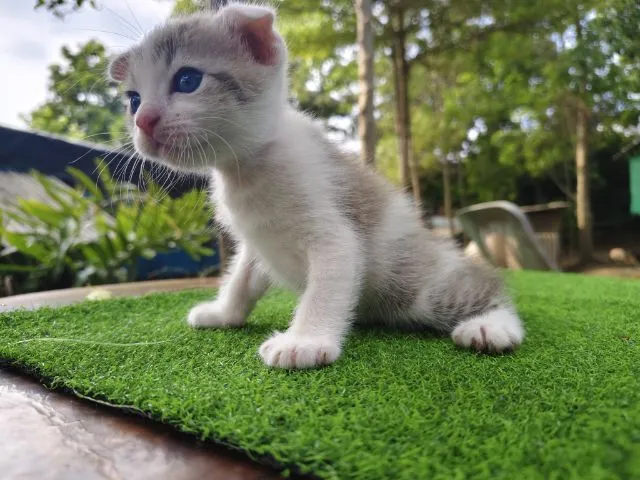 สกอตติช