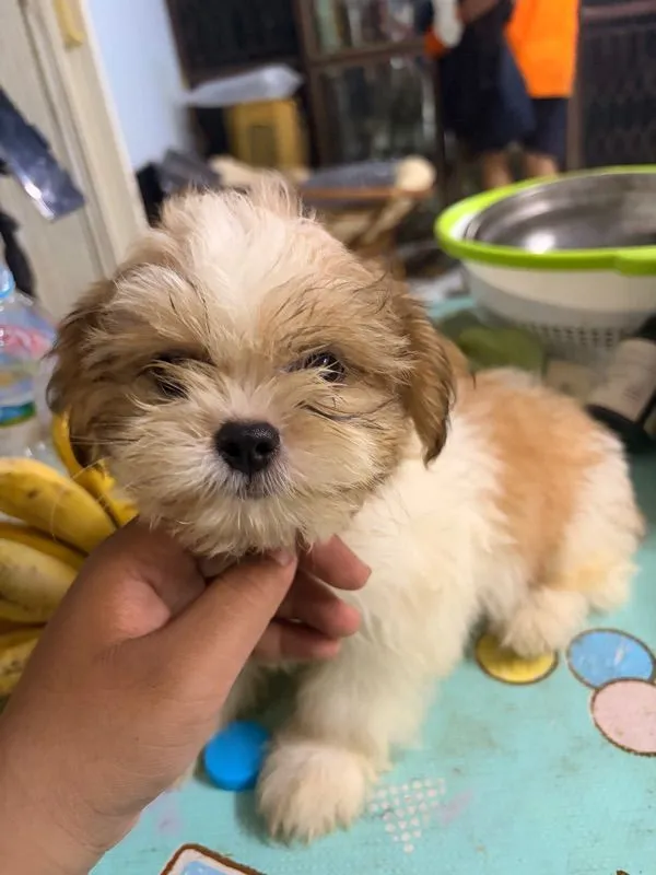 ชิสุและปอมผสมชิสุ