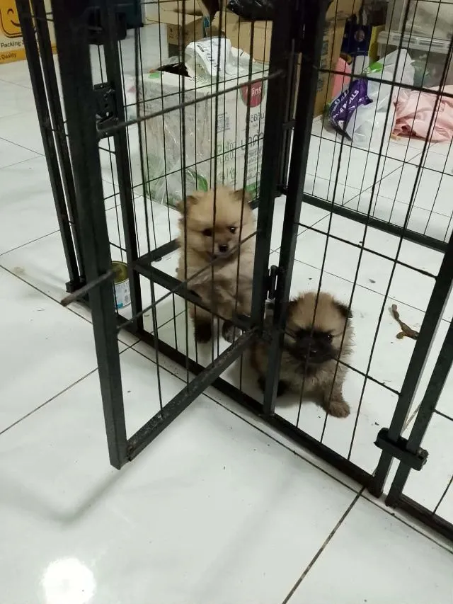 ปอมๆๆเเท้