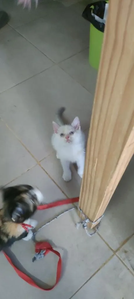 แมว