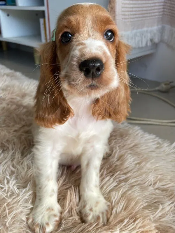 English Cocker spaniel (อิงลิชค็อกเกอร์สเปเนียล)