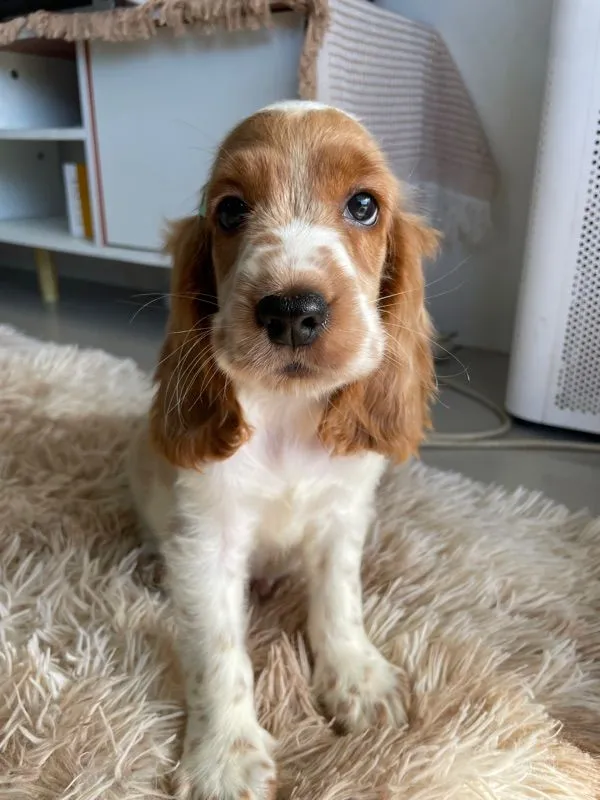 English Cocker spaniel (อิงลิชค็อกเกอร์สเปเนียล)