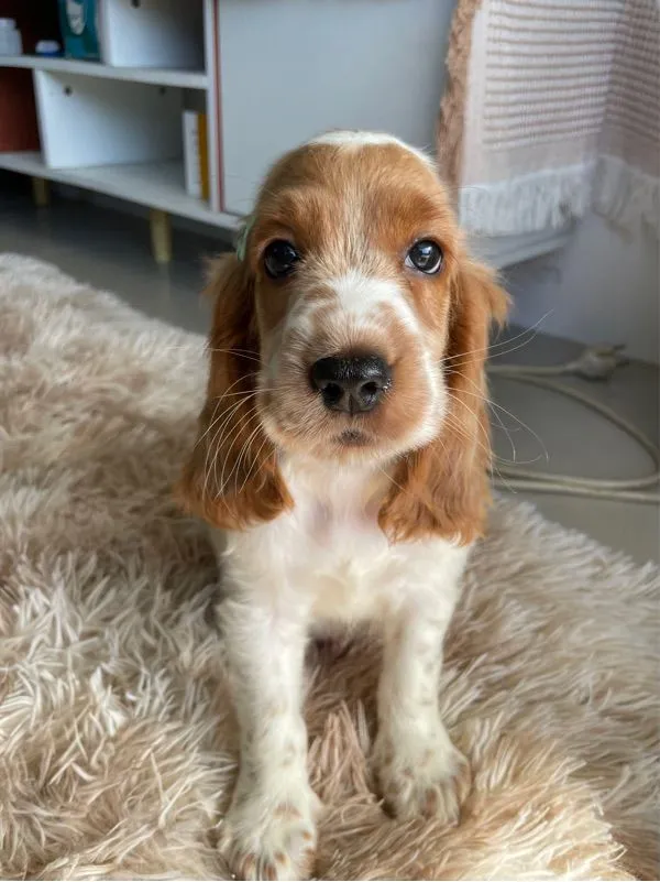 English Cocker spaniel (อิงลิชค็อกเกอร์สเปเนียล)