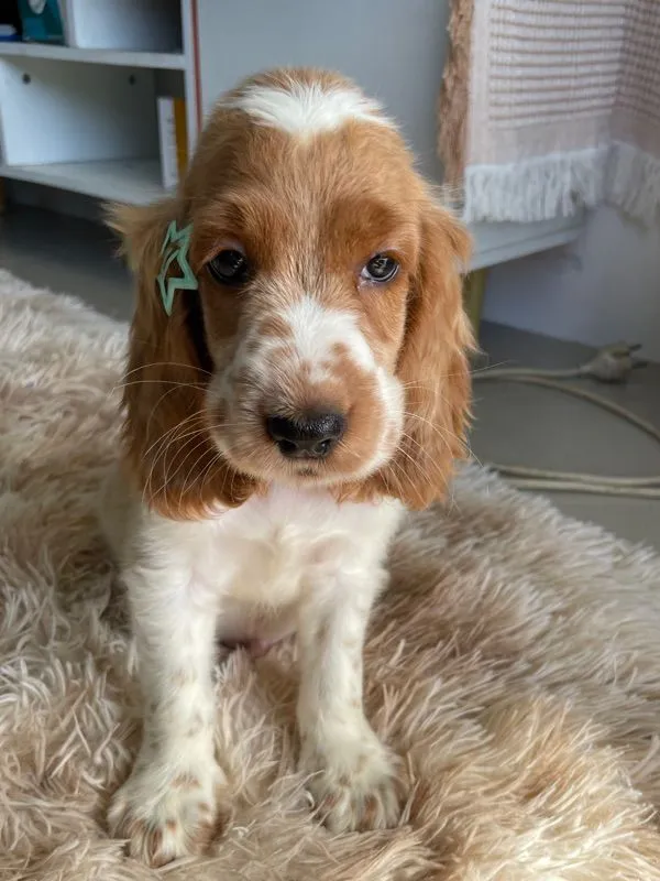 English Cocker spaniel (อิงลิชค็อกเกอร์สเปเนียล)