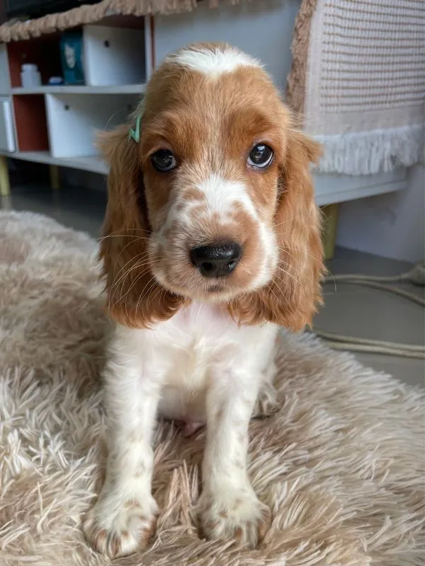 English Cocker spaniel (อิงลิชค็อกเกอร์สเปเนียล)