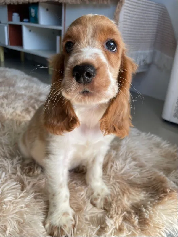 English Cocker spaniel (อิงลิชค็อกเกอร์สเปเนียล)