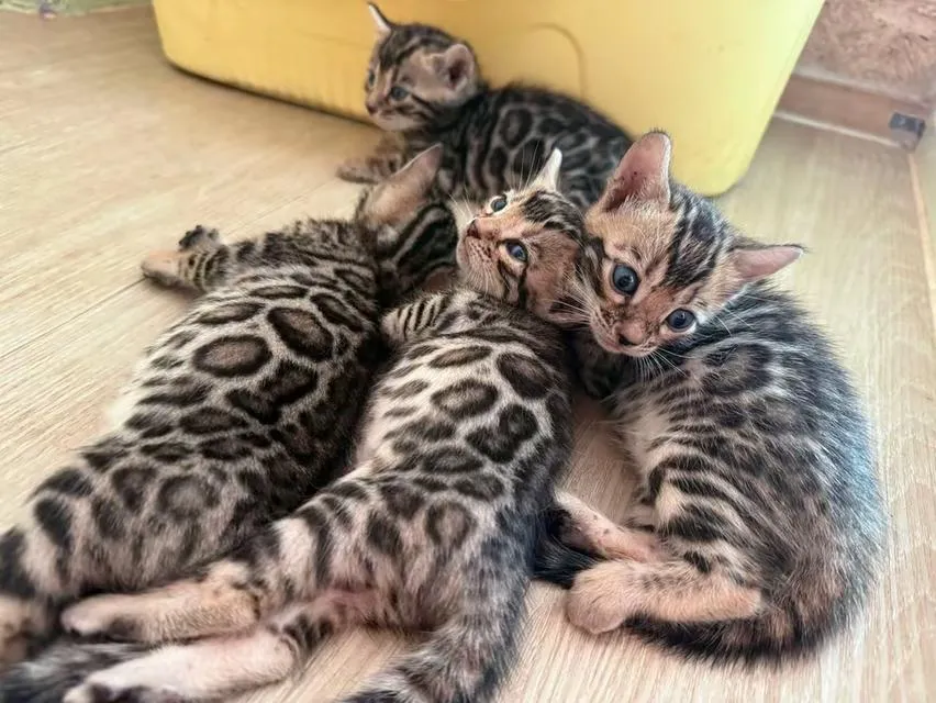 แมวเบงกอลภูเก็ต เบงกอลแท้