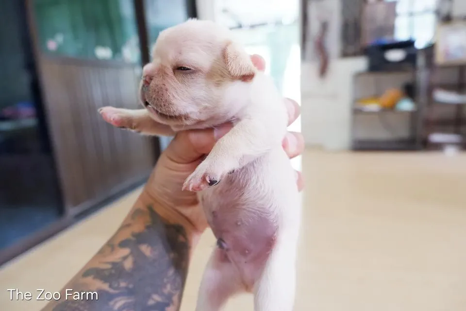ลูกเฟรนบูลด็อกน่ารักๆ