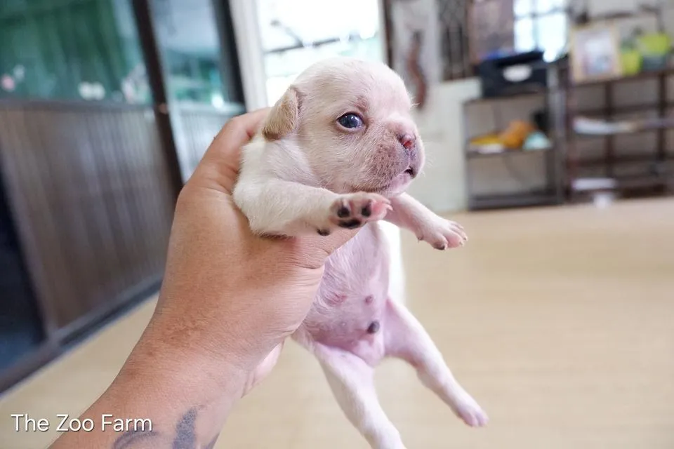 ลูกเฟรนบูลด็อกน่ารักๆ