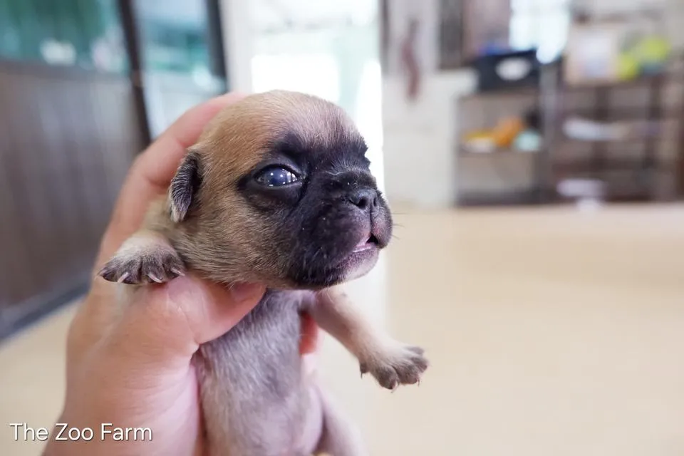 ลูกเฟรนบูลด็อกน่ารักๆ