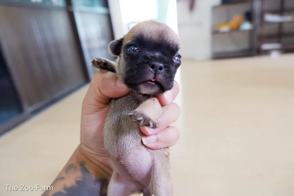 ลูกเฟรนบูลด็อกน่ารักๆ