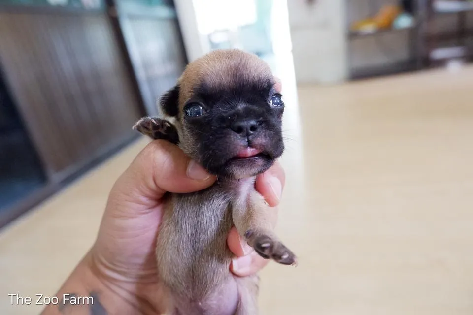 ลูกเฟรนบูลด็อกน่ารักๆ