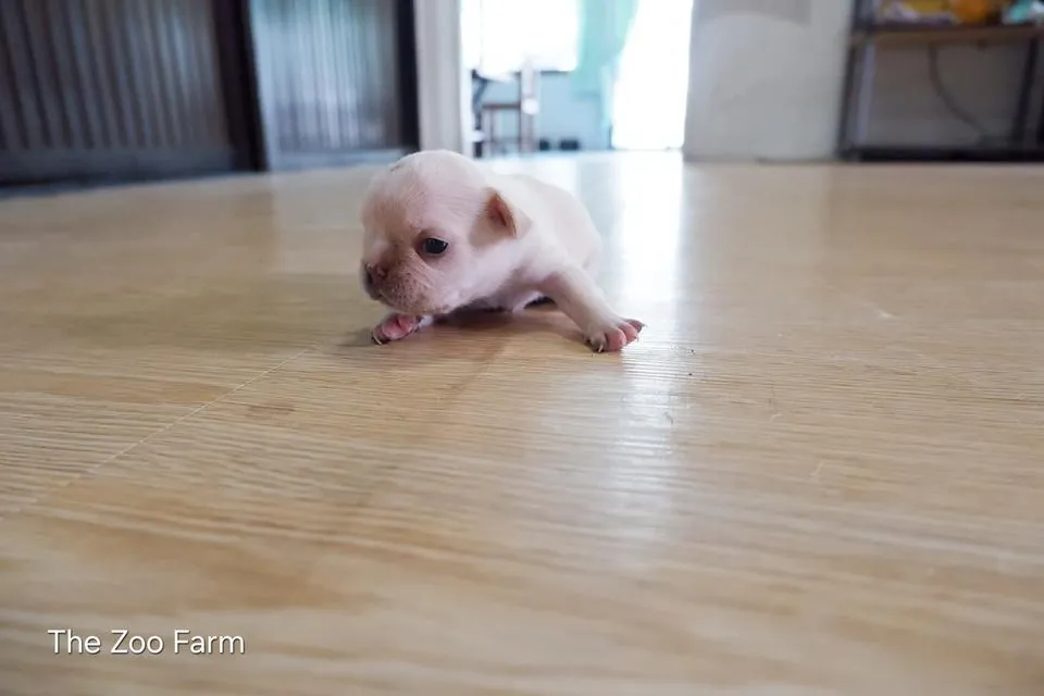 ลูกเฟรนบูลด็อกน่ารักๆ