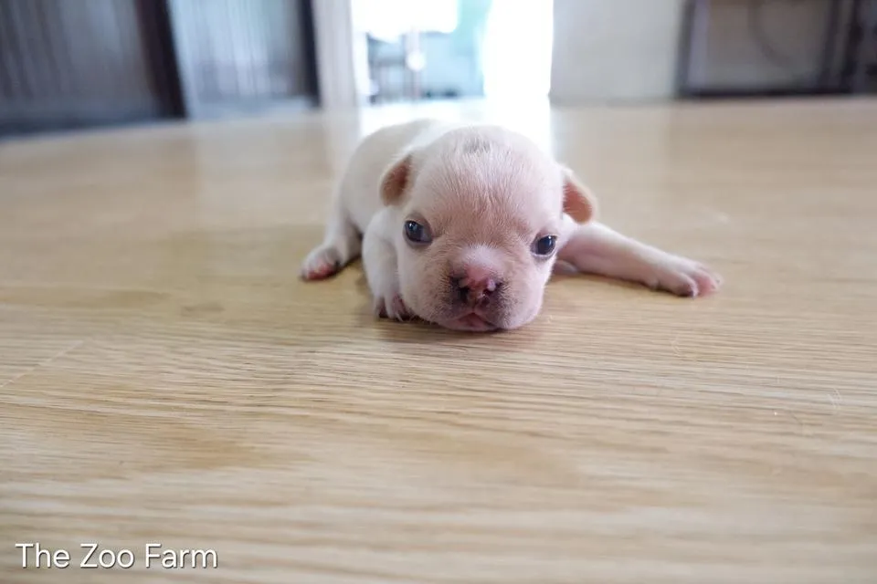 ลูกเฟรนบูลด็อกน่ารักๆ