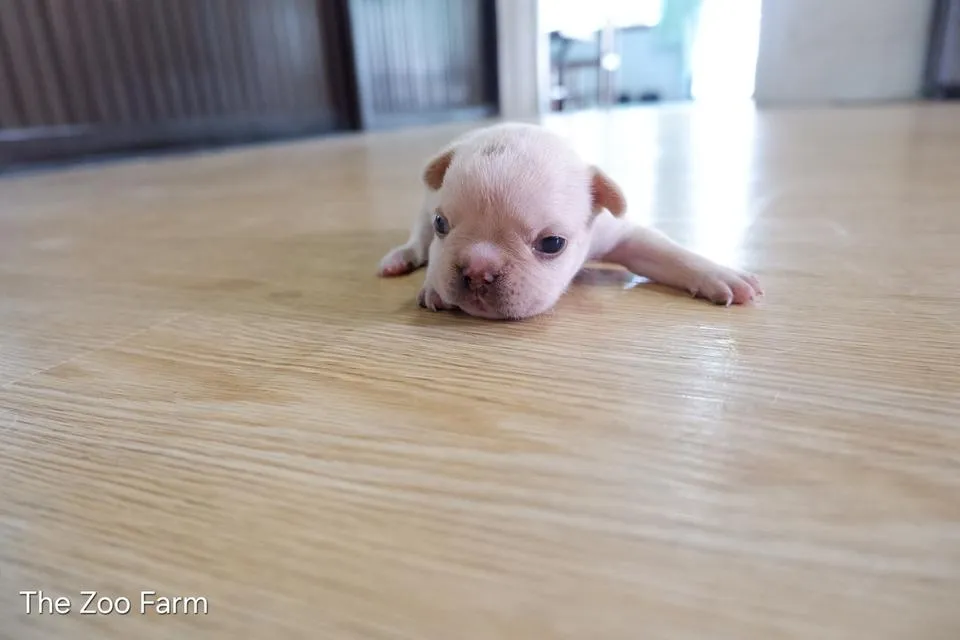 ลูกเฟรนบูลด็อกน่ารักๆ