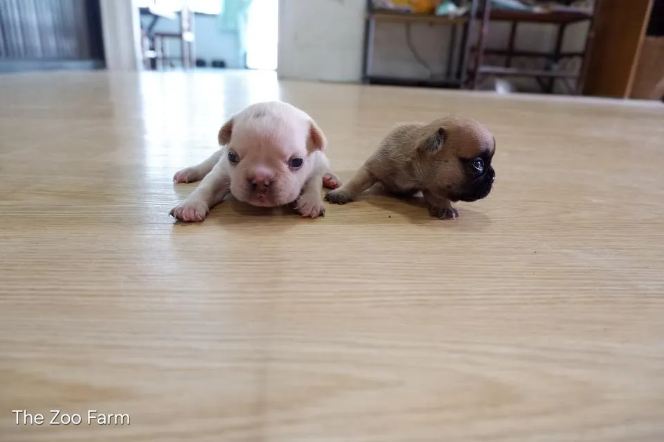 ลูกเฟรนบูลด็อกน่ารักๆ