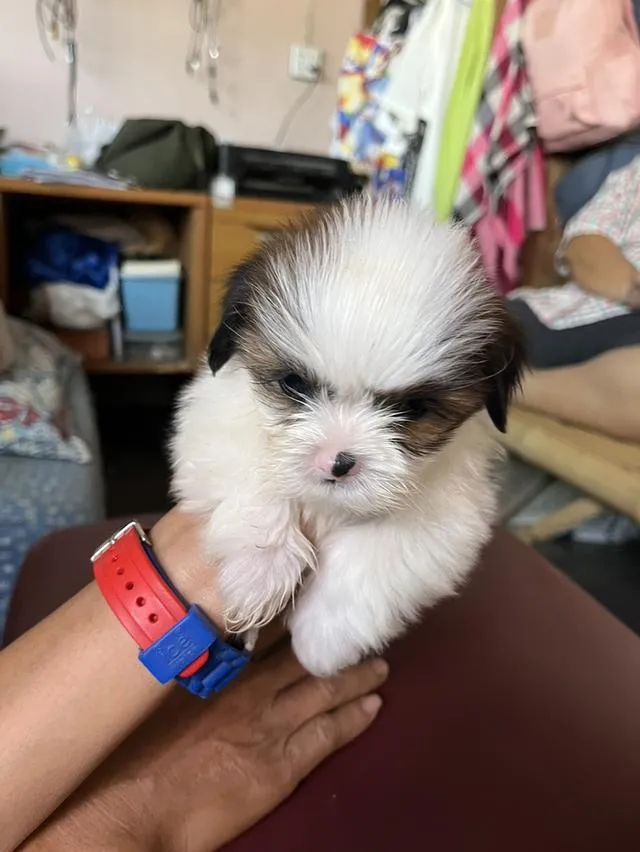 ลูกสุนัข ผสม ชิสุมอลทิส