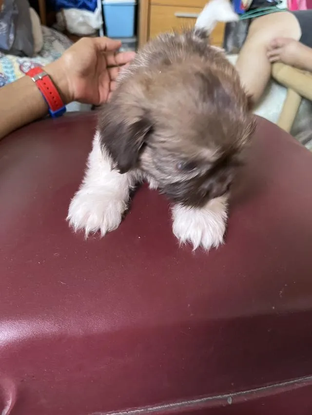 ลูกสุนัข ผสม ชิสุมอลทิส