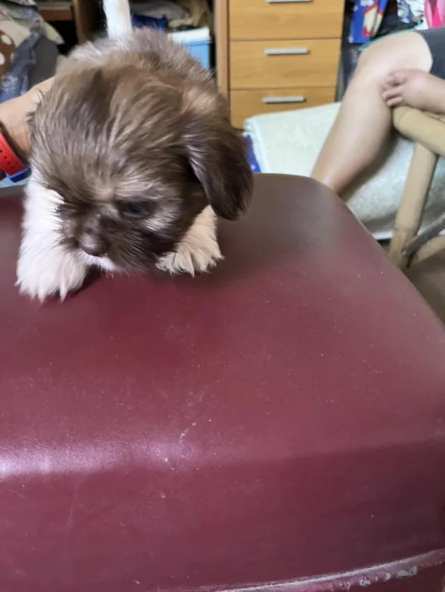 ลูกสุนัข ผสม ชิสุมอลทิส