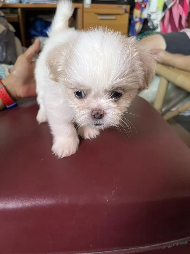 ลูกสุนัข ผสม ชิสุมอลทิส