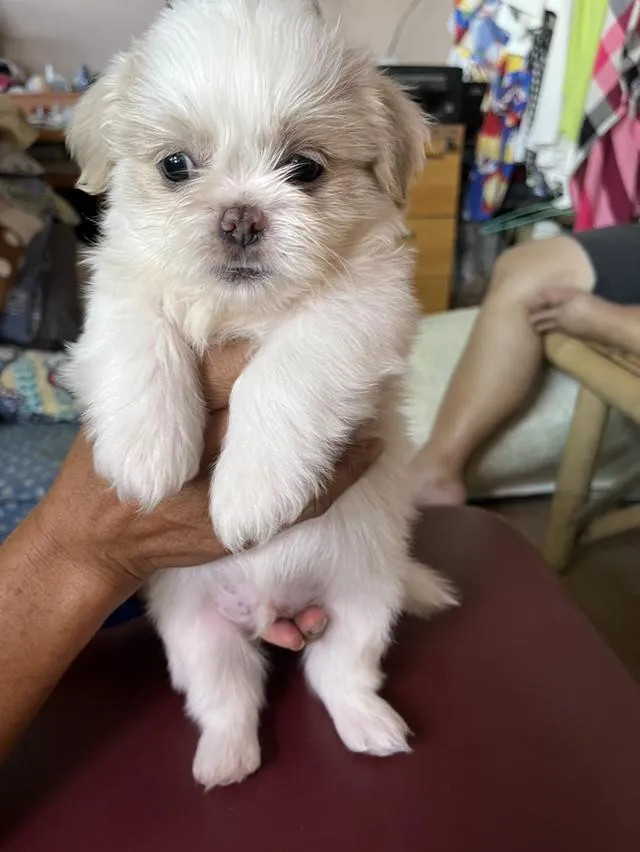 ลูกสุนัข ผสม ชิสุมอลทิส