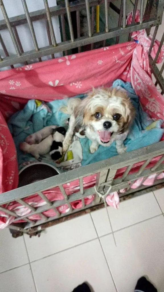 ลูกสุนัข ผสม ชิสุมอลทิส