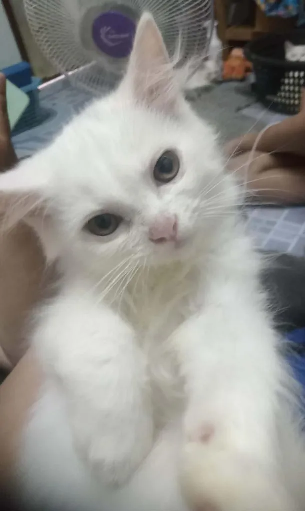 ลูกแมวพร้อมย้ายบ้าน จ.เชียงใหม่