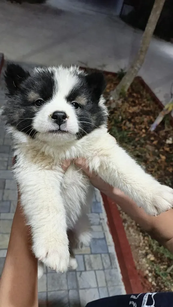 น้องหมาบางแก้ว แท้ ถูก มีใบpetพ่อแม่