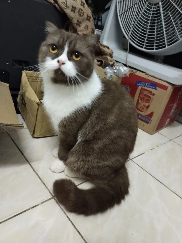 แม่พันธุ์ scottish fold