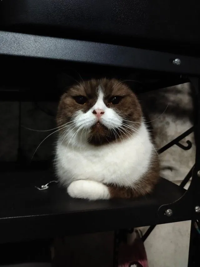 แม่พันธุ์ scottish fold