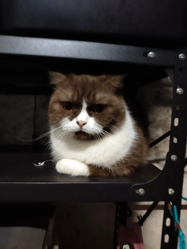 แม่พันธุ์ scottish fold