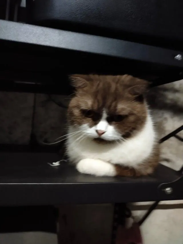 แม่พันธุ์ scottish fold