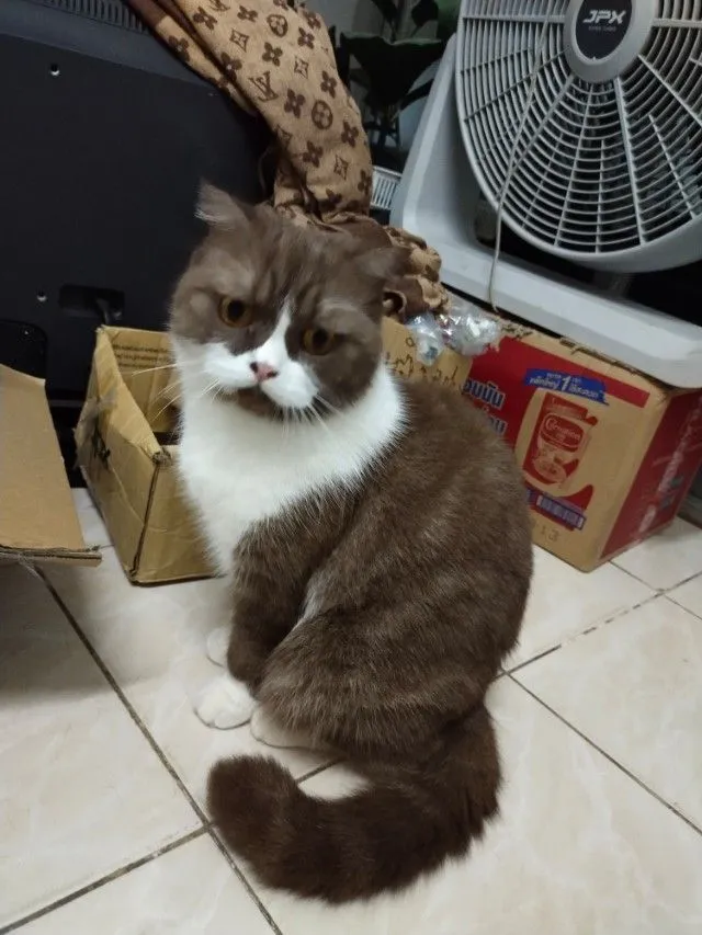 แม่พันธุ์ scottish fold